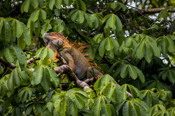 Beautiful adult Green Iguana (Iguana Iguana) in a tree in Tortuguero National Park (Costa Rica)