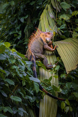 Beautiful adult Green Iguana (Iguana Iguana) in a tree in Tortuguero National Park (Costa Rica)