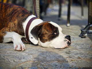 pitbull mix dog resting on the ground