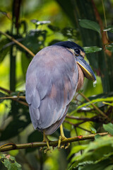 Boat-billed heron (Cochlearius cochlearius) in Tortuguero National Park (Costa Rica)