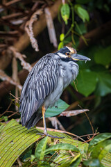 Yellow-crowned night heron (Nyctanassa violacea) in Tortuguero National Park (Costa Rica)