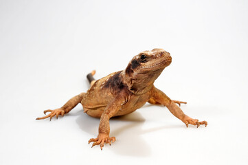 Chuckwalla // Common Chuckwalla (Sauromalus ater)
