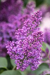 Lilac flowers branch. Floral background, natural spring. Blossoming lilac flower bud. Spring time color. Beautiful purple petal plant. Botanical flora. Aesthetic mood. Summer garden. Pink liliac