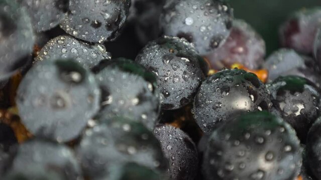 Grape 