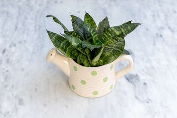 Dwarf sansevieria plant in ceramic kettle shap flower pot