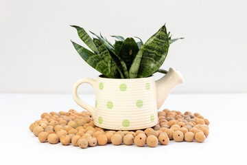 Sansevieria hahnii dwarf snake plant in decorative ceramic pot on white isolated background