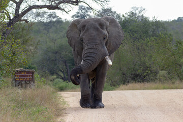 Elephant in the Kruger National Park