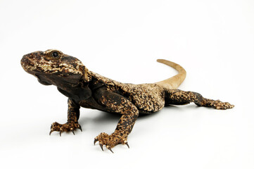 Chuckwalla // Common Chuckwalla (Sauromalus ater / Sauromalus obesus)