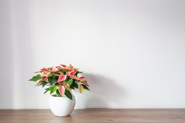 pink poinsettia in white ceramic pot on wooden shelf