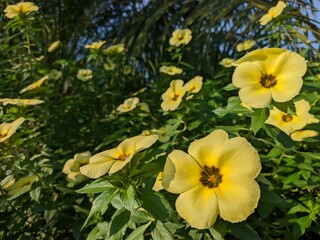 Damiana flower in the morning