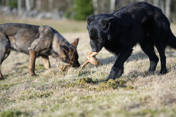 A black and a gray German Shepherd dog eat lamb offal in a meadow in Bredebolet in Skaraborg in Vaestra Goetaland in Sweden