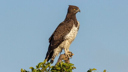 Martial Eagle Kruger National Park