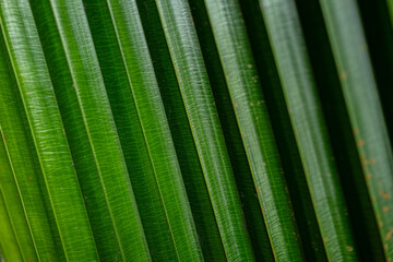 Close up of the palm leaf