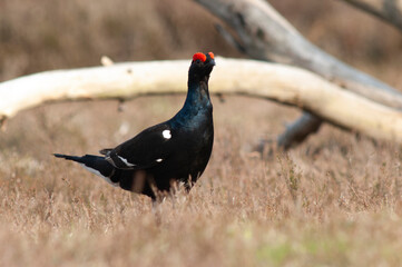 Black Grouse, Tetrao tetrix