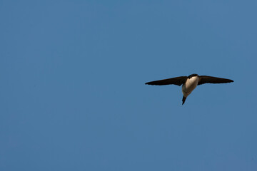 Common House Martin, Delichon urbicum