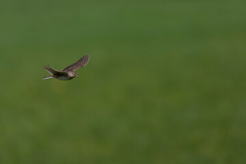 Eurasian Skylark, Alauda arvensis