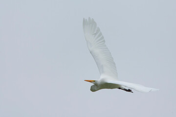 Great White Egret, Ardea alba