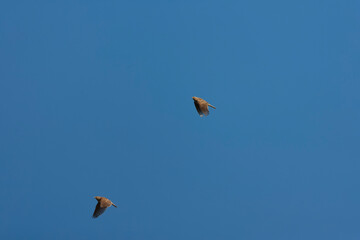Eurasian Skylark, Alauda arvensis