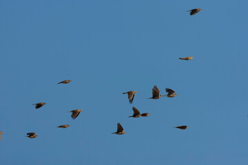 Eurasian Skylark, Alauda arvensis