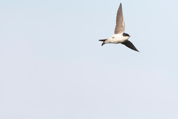 Common House Martin, Delichon urbicum