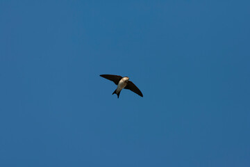 Common House Martin, Delichon urbicum