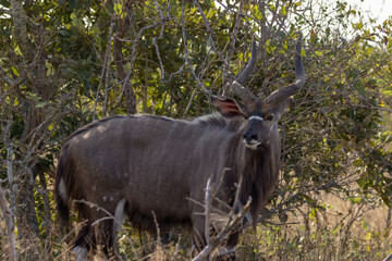 Nyala Bull Kruger National Park