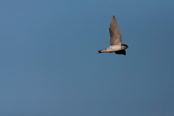 Common House Martin, Delichon urbicum