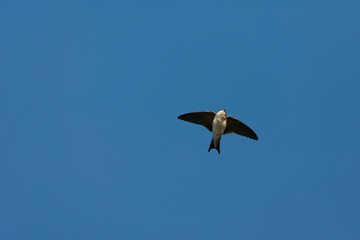 Common House Martin, Delichon urbicum