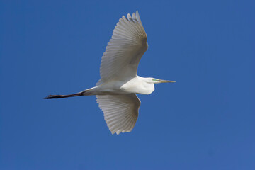 Great White Egret, Ardea alba