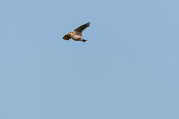 Eurasian Skylark, Alauda arvensis