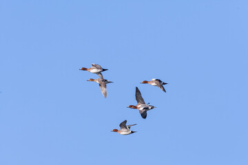 Eurasian Wigeon, Anas penelope
