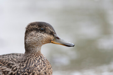 Eurasian Teal, Anas crecca