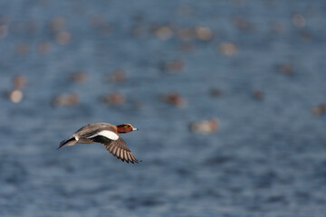 Eurasian Wigeon, Anas penelope