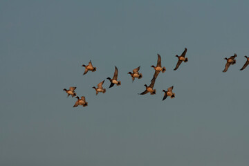 Eurasian Wigeon, Anas penelope