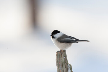 Willow Tit, Poecile montanus borealis