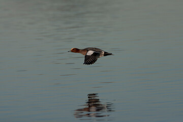 Eurasian Wigeon, Anas penelope