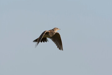 Eurasian Skylark, Alauda arvensis