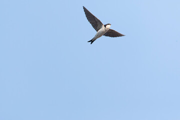Obraz premium Common House Martin, Delichon urbicum