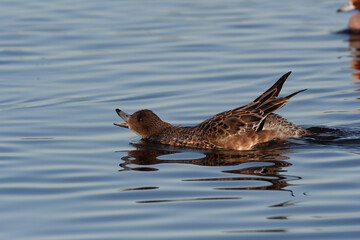 Eurasian Wigeon, Anas penelope