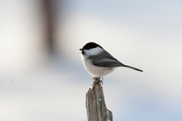 Willow Tit, Poecile montanus borealis