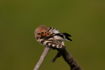 Eurasian Hoopoe, Upupa epops © Marc
