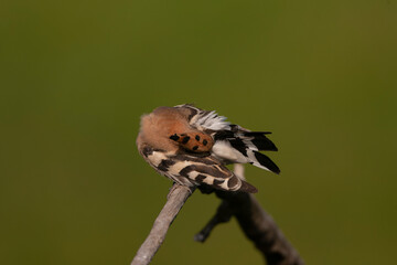 Eurasian Hoopoe, Upupa epops