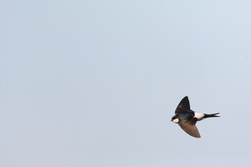 Common House Martin, Delichon urbicum