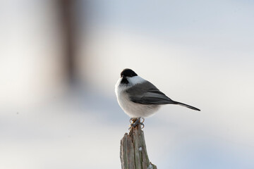 Willow Tit, Poecile montanus borealis