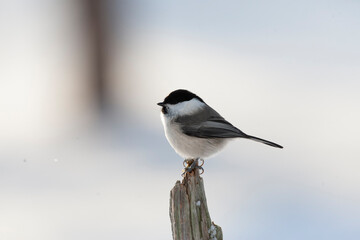 Willow Tit, Poecile montanus borealis