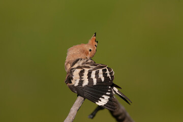 Eurasian Hoopoe, Upupa epops