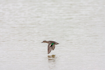 Eurasian Teal, Anas crecca