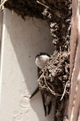 Common House Martin, Delichon urbicum