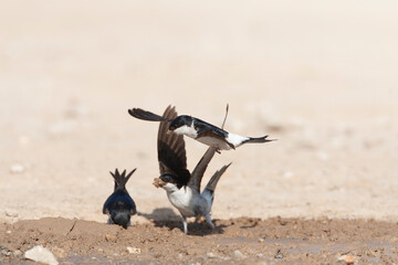 Common House Martin, Delichon urbicum