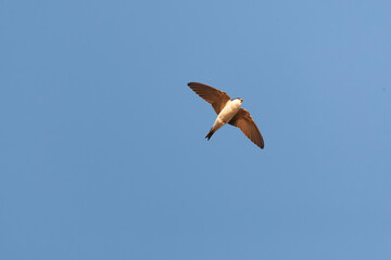 Common House Martin, Delichon urbicum